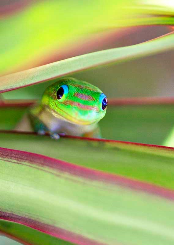 Smiling Gecko