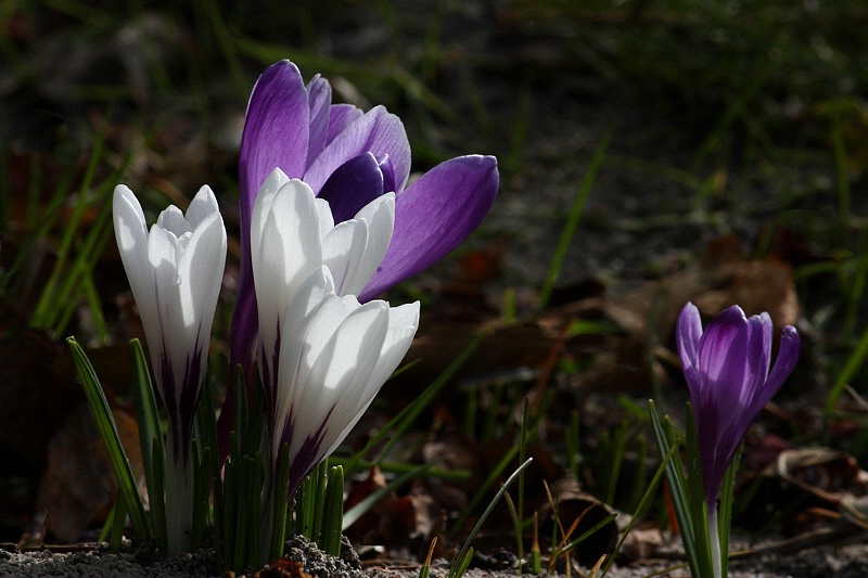 Backlit crocuses