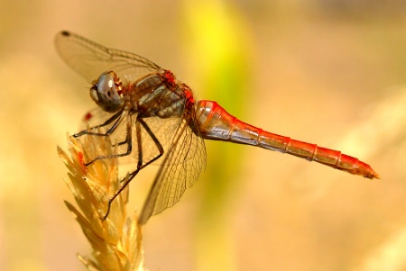 Dragonfly