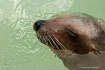 California Sea Li...