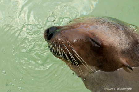 California Sea Lion