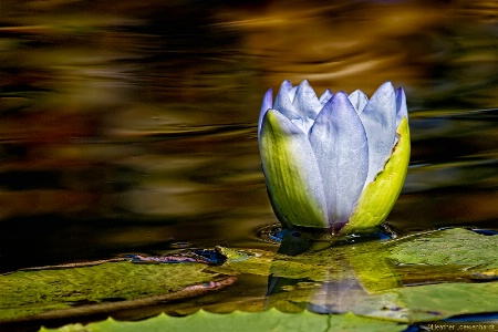 Afloat in the Pond