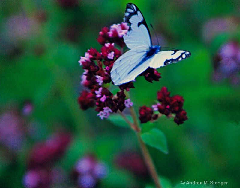 Evening Butterfly