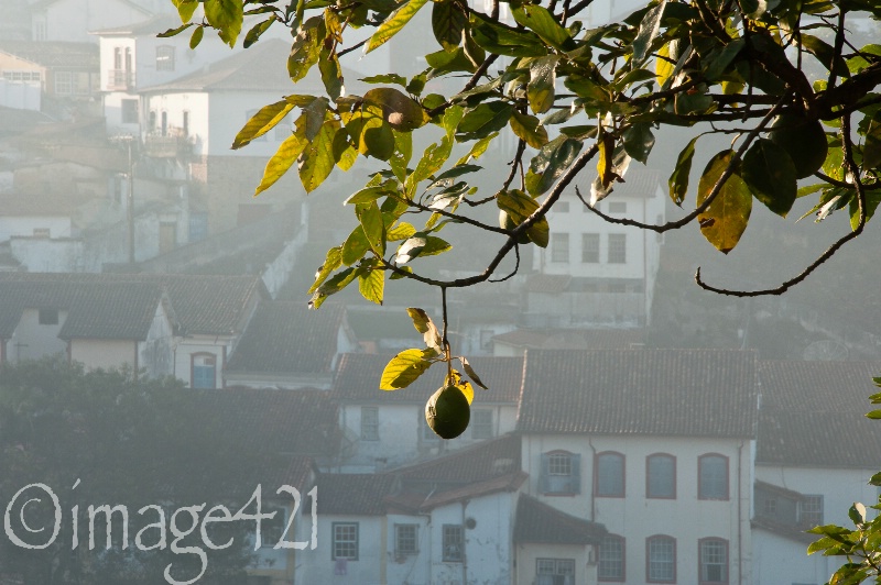 Avocado tree