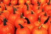 Pumpkin Season