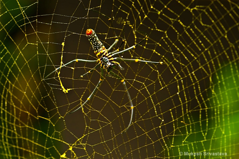 Spider and The Cobweb
