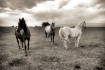 The Herd