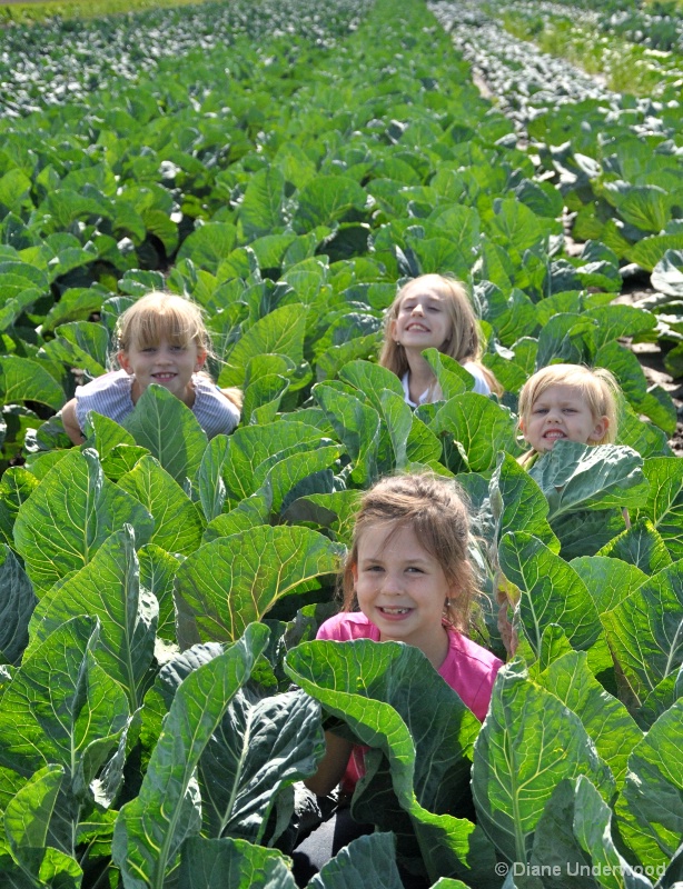 My Cabbage Patch Girls