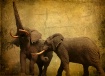 ~ Two Elephants ~