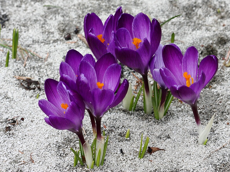 Purple crocuses