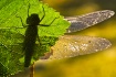 Morning Fairy