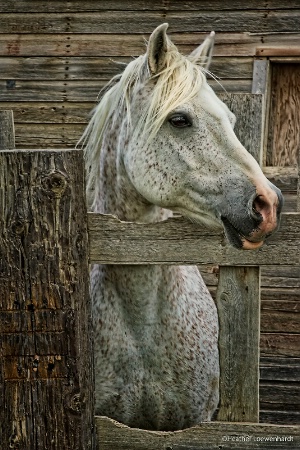 A Horse of  a  Different Colour