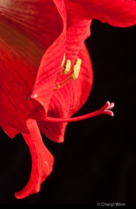 Hippeastrum