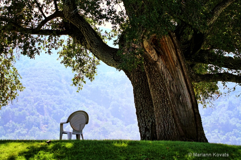 Under the Big Tree