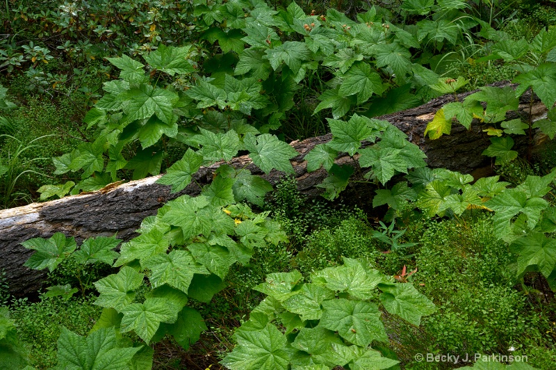 Greenery