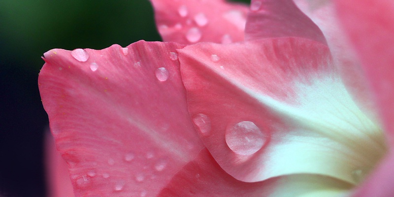 gladiolus detail