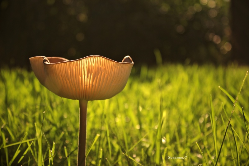 Mushroom Glow