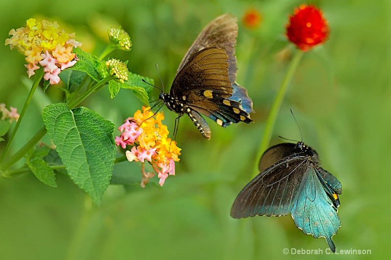 Summer Garden - ID: 12285906 © Deborah C. Lewinson