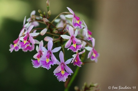 Tiny Orchids 2 