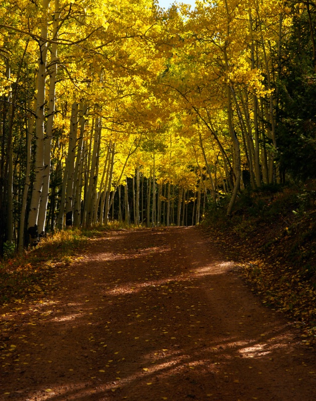 The Road Taken - ID: 12287776 © Sharon L. Langfeldt