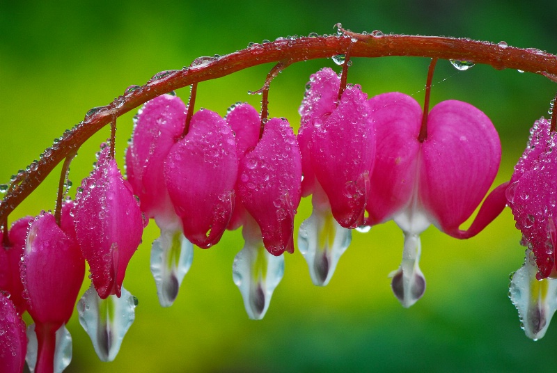 Bleeding Heart