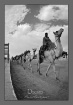 Camels journey.. ...
