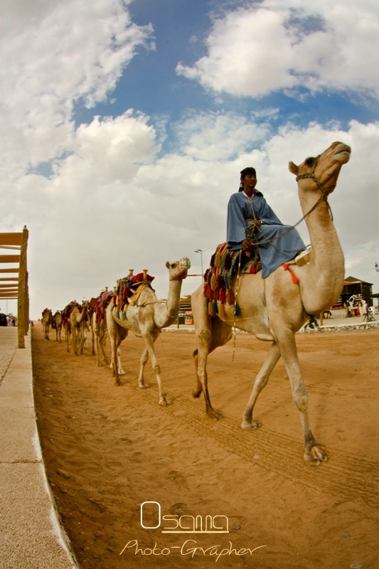 Camels journey.. 1 ..