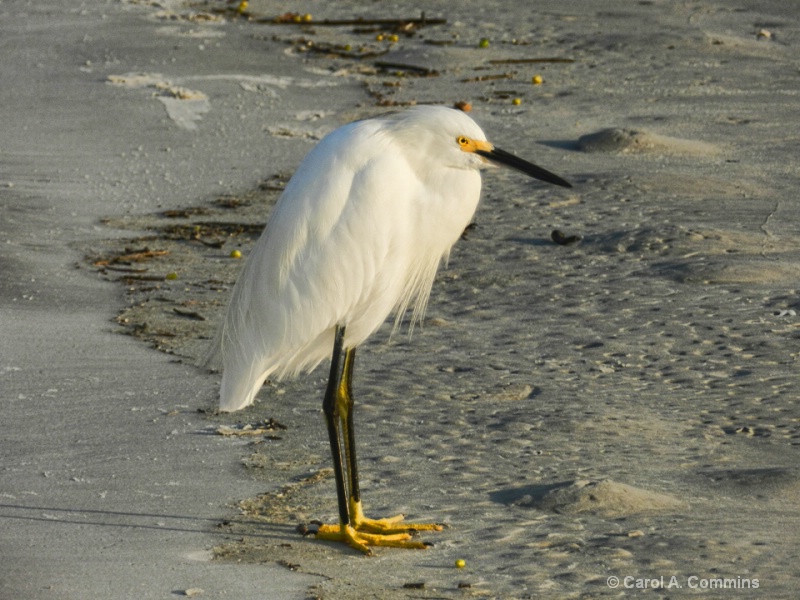 Egret on the Beach