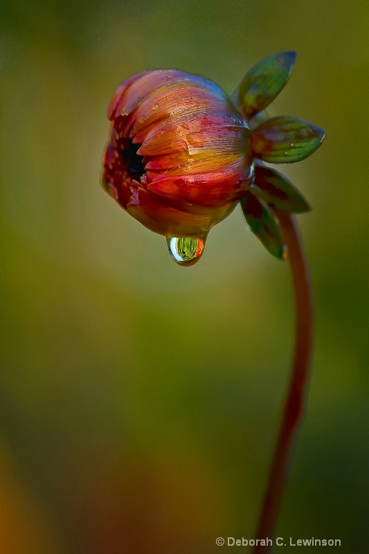 After the Rain - ID: 12289515 © Deborah C. Lewinson