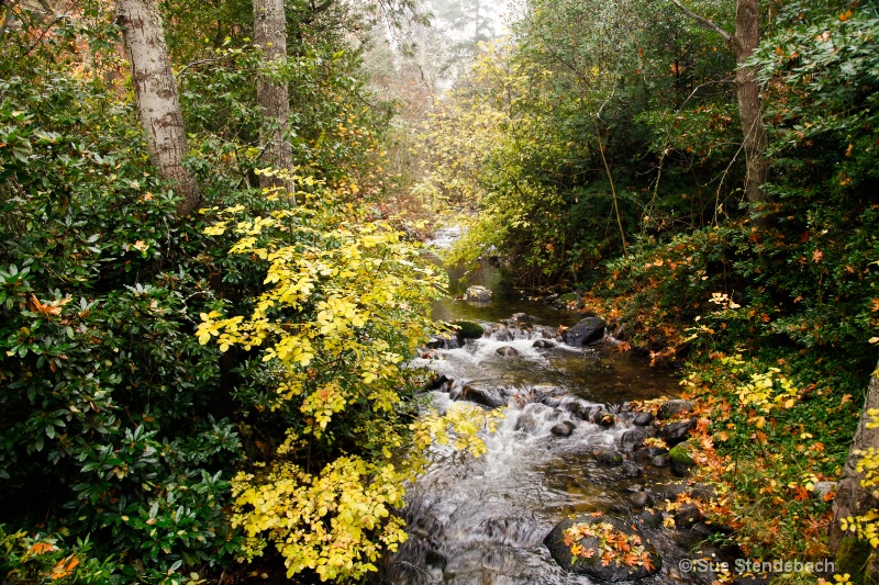Fall on Ashland Creek, Ashland, Oregon - ID: 12289565 © Sue P. Stendebach