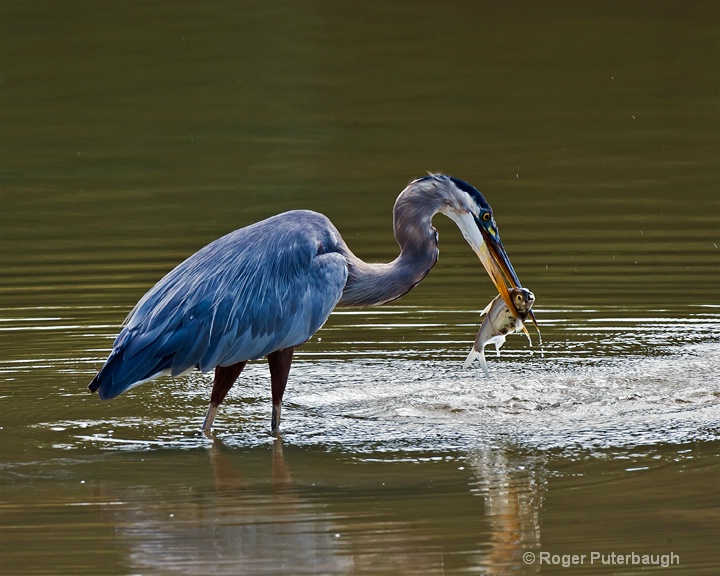 Somedays you're the Heron, Somedays the Fish