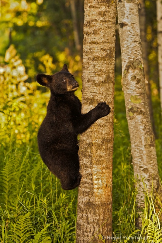 Black Bear Cub up a tree