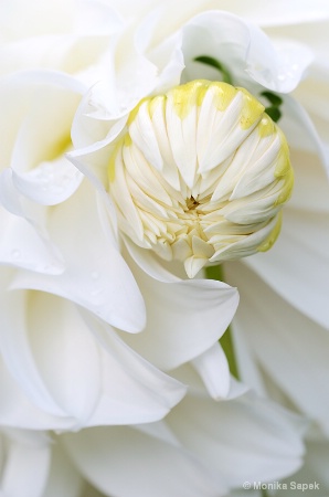 White Dahlia