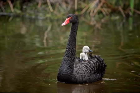 Swan chariot