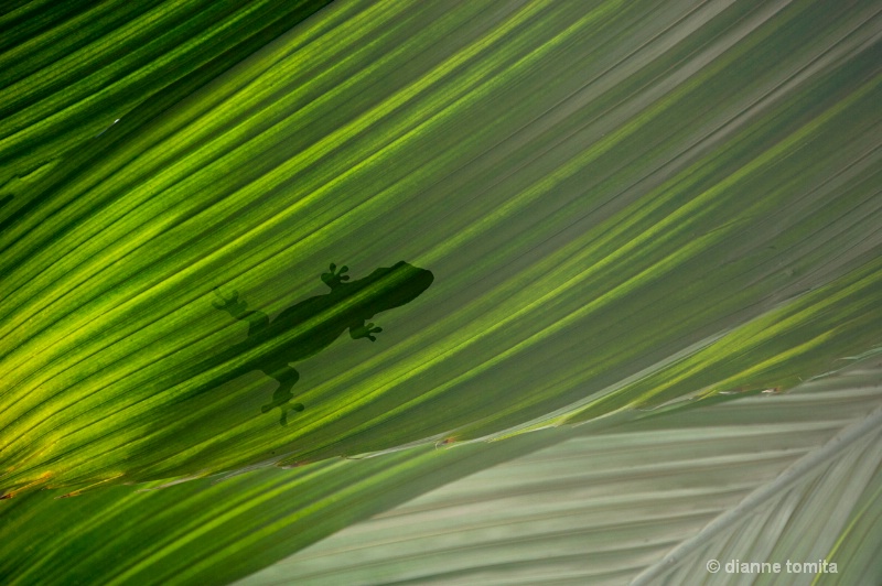 gecko and palm leaves 72
