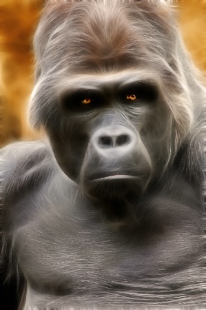 Memphis Gorilla Stare -- Fractalius