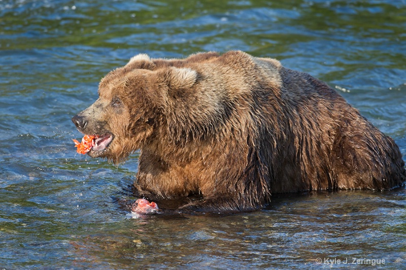 Brown Bear Eating Salmon - ID: 12292197 © Kyle Zeringue