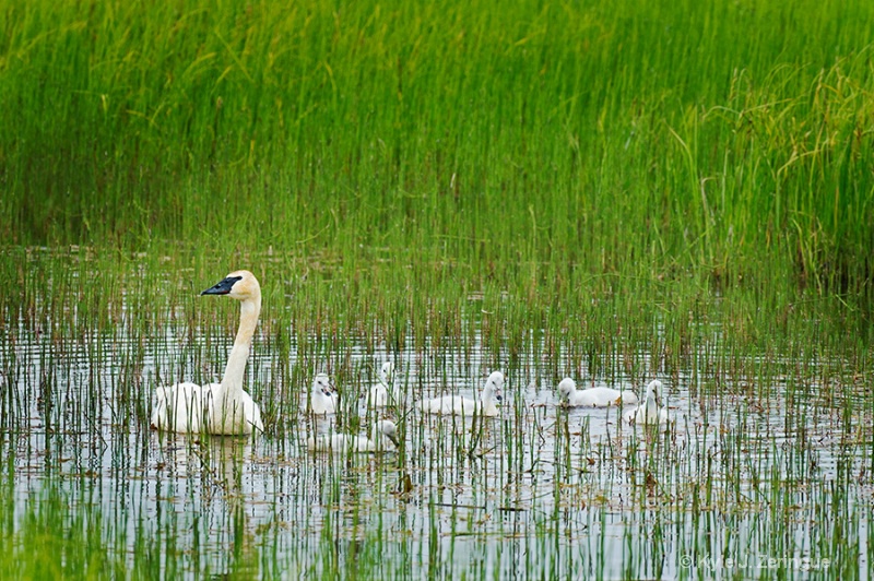 Swans - ID: 12292205 © Kyle Zeringue