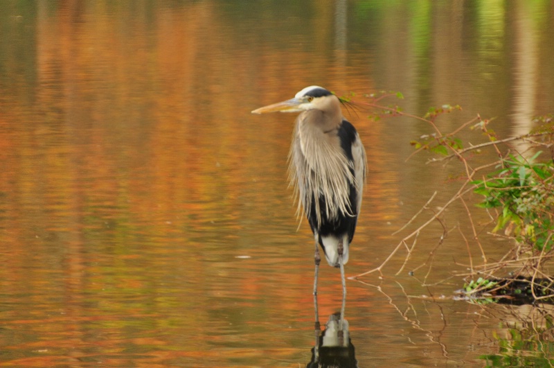 bird on golden pond