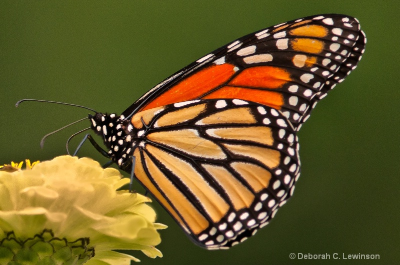 Monarch Feasting - ID: 12293013 © Deborah C. Lewinson