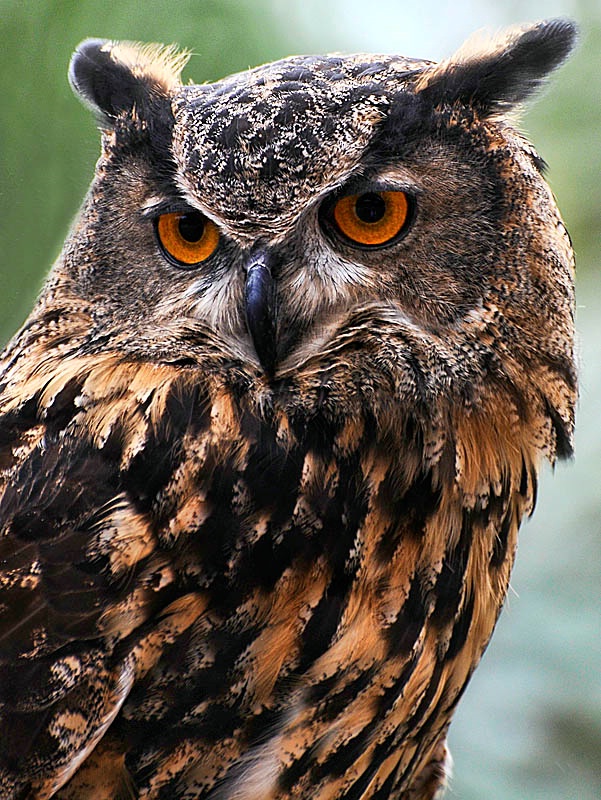 Eagle Owl