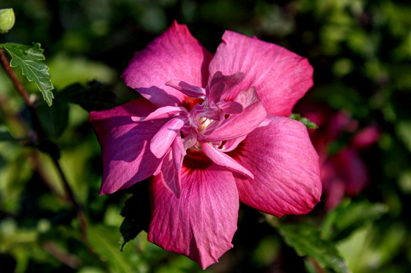 Rose of Sharon Realistic