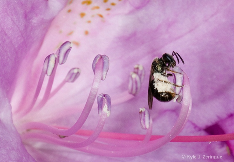 Bee on Catawba Rhododendron - ID: 12294270 © Kyle Zeringue