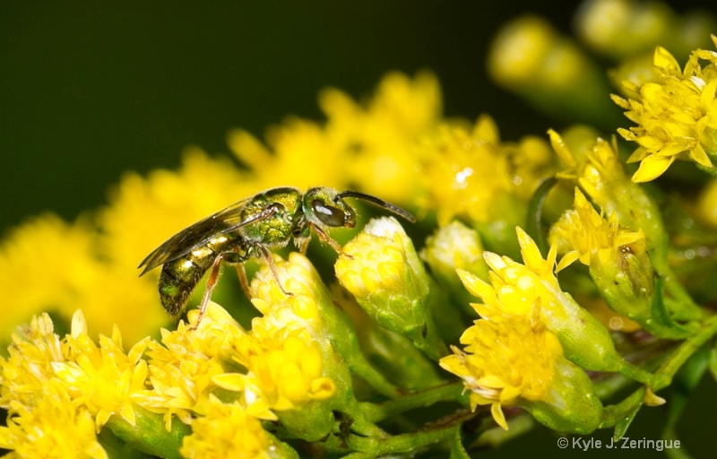 Green Metallic Bee on Goldenrod