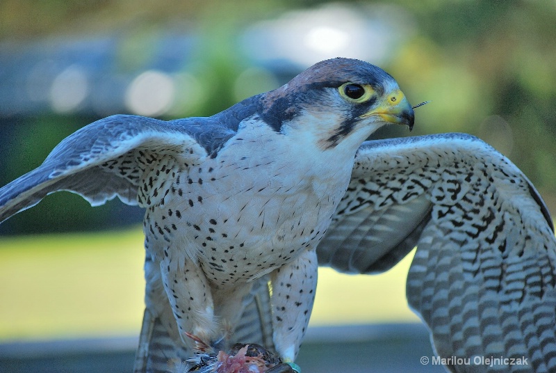 Lanner falcon (Falco biarmicus)