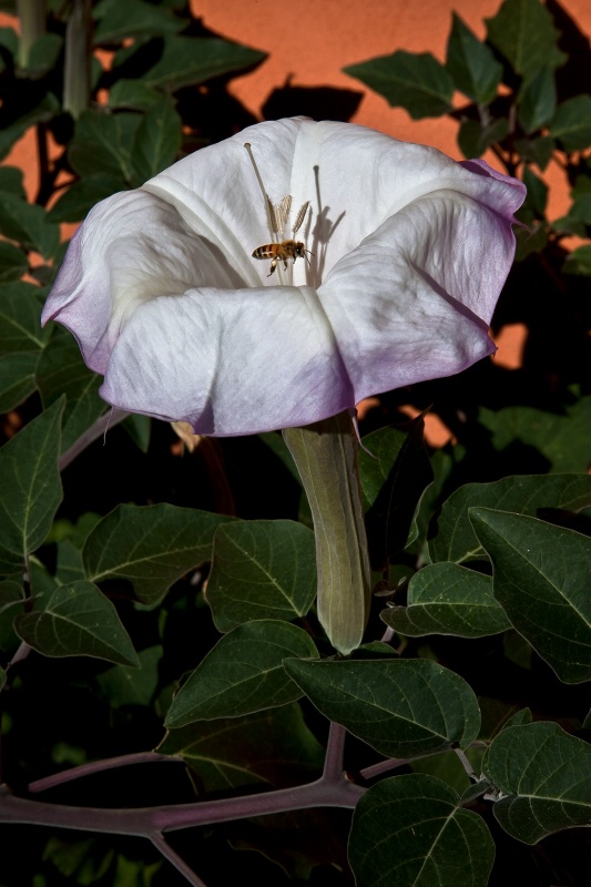 Datura - ID: 12294877 © Patricia A. Casey