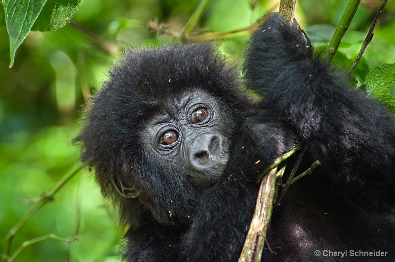 Baby Gorilla 005
