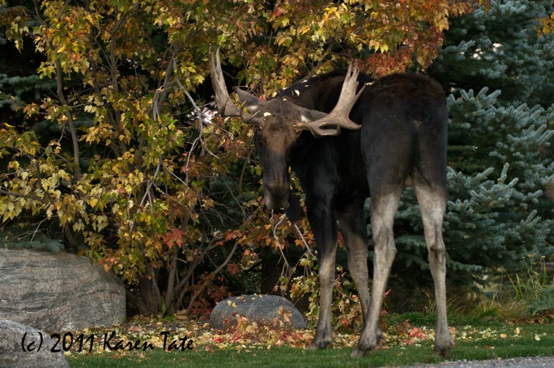 Bull Moose - ID: 12295645 © Karen Rosenblum