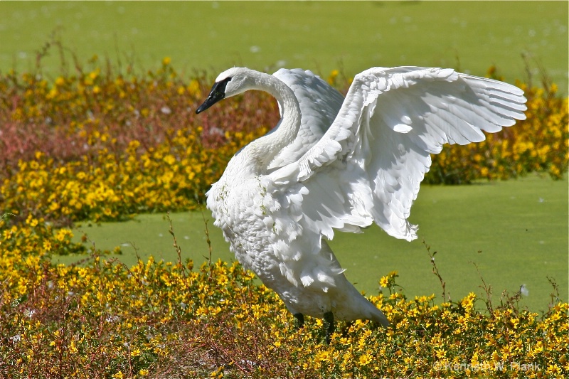 Stretching White Wings