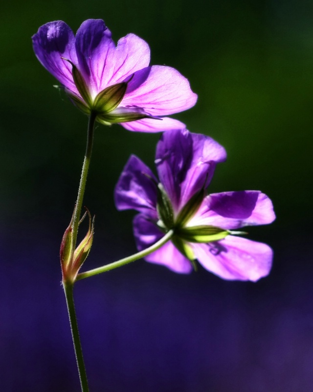 Purple Lights 